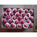 China Fresh red delicious fruit  huaniu apple